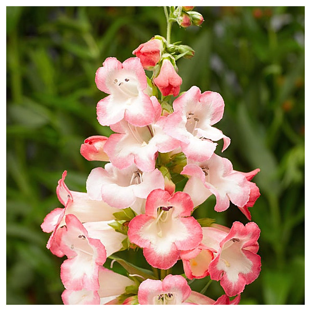 Pink Penstemon Flower Seeds for Planting – Beautiful Perennial Blooms for Garden Landscaping | Neera Seeds product photo [neera-v4-9968102d2654f763ac5a]