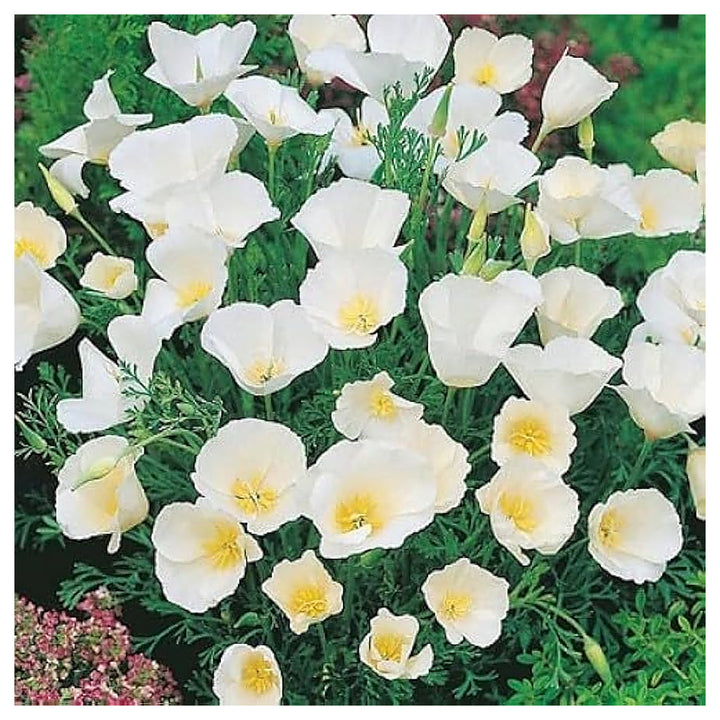 Heirloom White Eschscholtzia Jardim Flower Seeds for Planting – Non-GMO, Elegant Garden Blooms | Neera Seeds product photo [neera-v4-9983d3f20019b61f83bd]