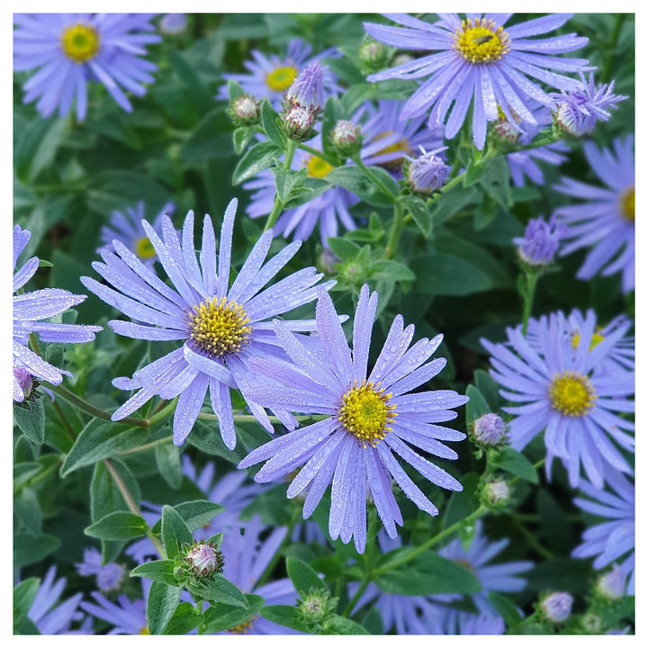 Organic Heirloom Non-GMO Blue Frikartii Seeds for Planting – Garden Aster Blooms | Neera Seeds product photo [neera-v4-9983e6b82056fec219ab]