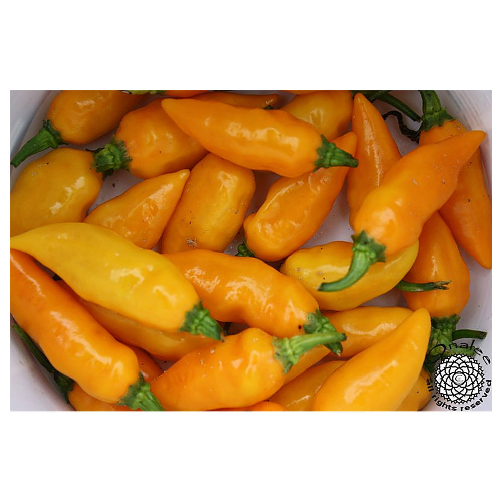 Heirloom Augustine Minorcan Datil Hot Pepper Seeds – Small, Spicy Peppers, Non-GMO, High Germination Organic Seeds | Neera Seeds product photo [neera-v4-999cc135d9179faad1d4]