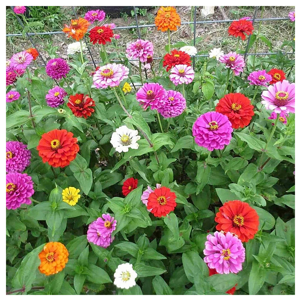 Mixed Zinnia Flower Seeds for Planting – Vibrant Colors for Garden Blooms, Non-GMO, Heirloom seeds | Neera Seeds product photo [neera-v4-99a025c4fe99d0216130]