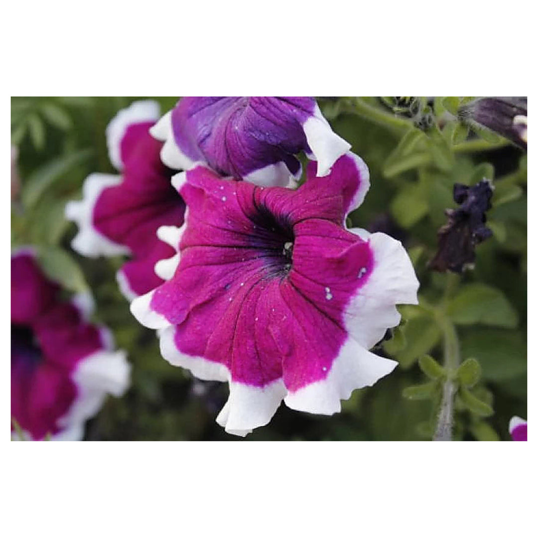 Thick Pink & White Petunia Flower Seeds – Heirloom Non-GMO Seeds for Garden Planting | Neera Seeds product photo [neera-v4-99a61da7c3ff5856f3c5]