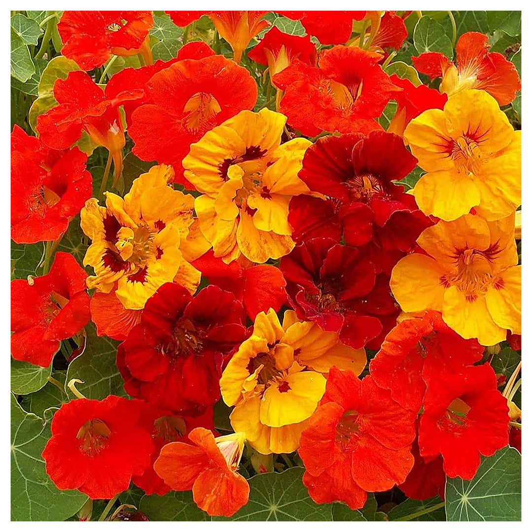 Mixed Nasturtium Flower Seeds for Planting – Heirloom, Non-GMO, High Germination Organic Garden Seeds | Neera Seeds product photo [neera-v4-99b7161e201b382dbb7c]