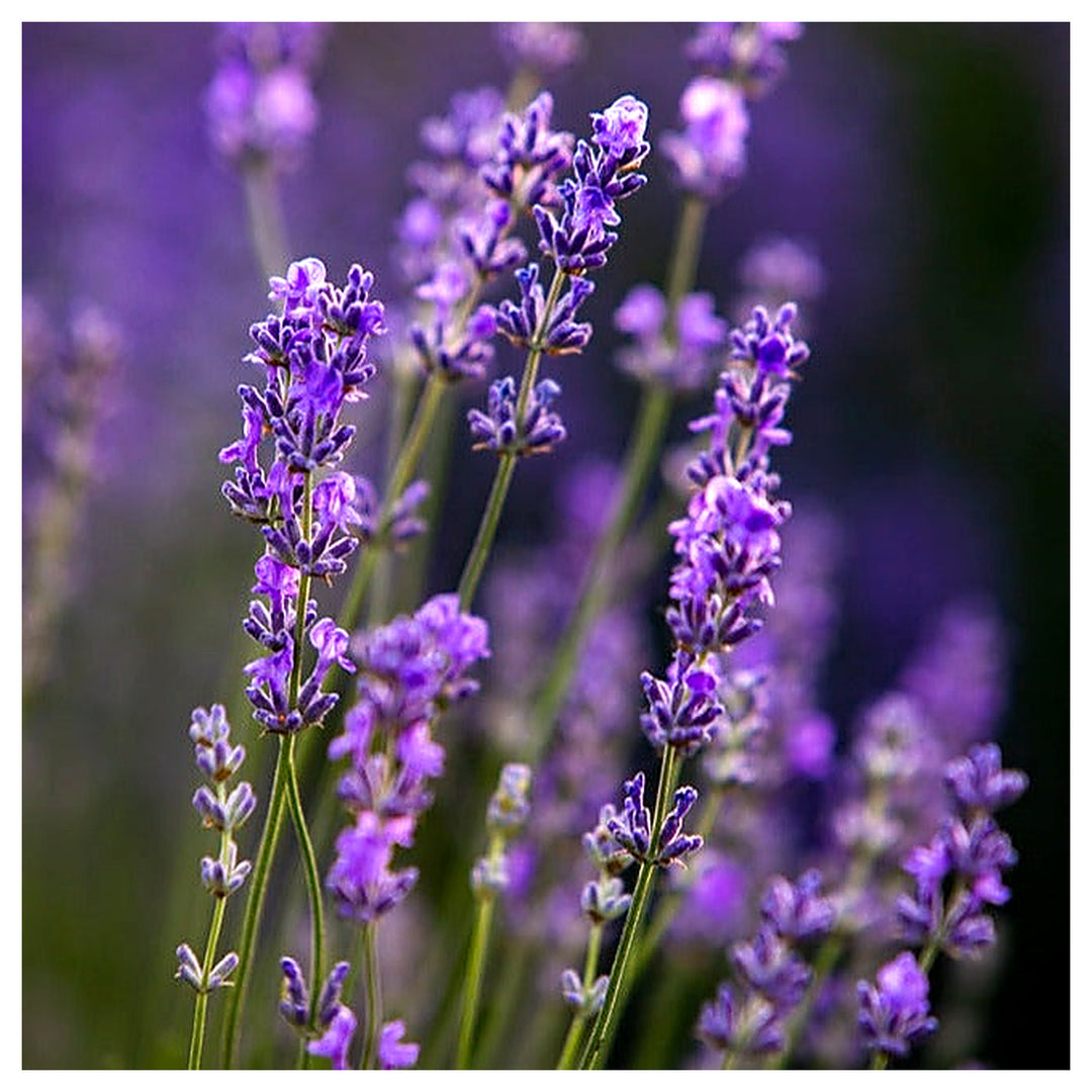 Heirloom Non-GMO Blue Lavender Flower Seeds for Planting – High Germination Organic Garden Seeds | Neera Seeds product photo [neera-v4-99b78615c6d759a3364c]