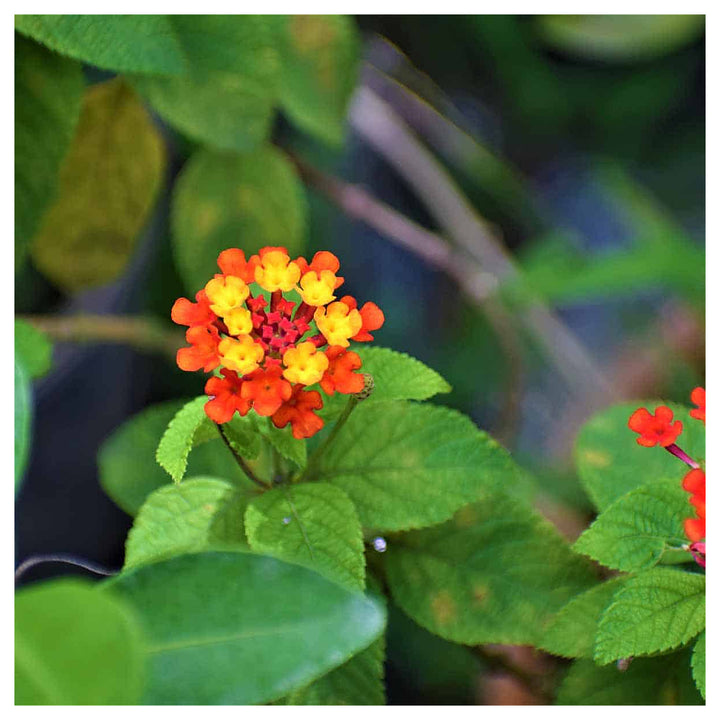 Heirloom Non-GMO Green Lantana Plant Seeds for Butterfly-Friendly Garden Planting | Neera Seeds product photo [neera-v4-99bea5ced263b02b1a1b]