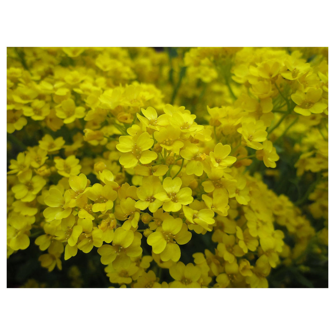 Yellow Aurinia Flower Seeds – Heirloom Non-GMO Alyssum Blooms for Sunny Rock Gardens | Neera Seeds product photo [neera-v4-99c4d0e347ecf16f7054]