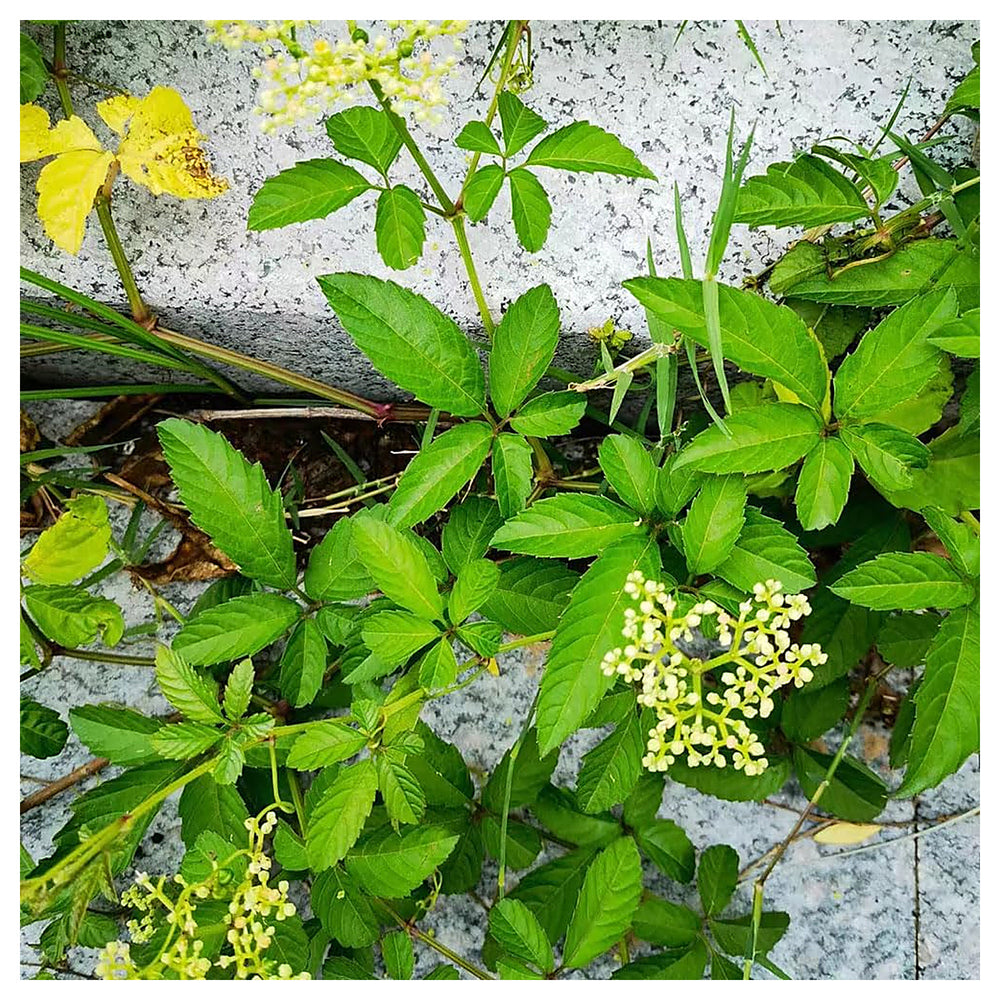 Jiaogulan Herb Seeds for Planting – Heirloom, Non-GMO Longevity Seeds, High Germination, Medicinal Garden | Neera Seeds product photo [neera-v4-99cae04fca2cb9ee9b43]