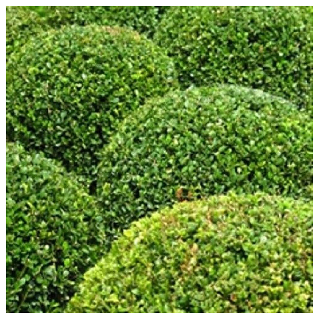 Organic Heirloom Buxus Sempervirens Plant Seeds for Planting – Non-GMO High Germination Evergreen Shrub Seeds | Neera Seeds product photo [neera-v4-99d1624bc2be1e0a8cbf]