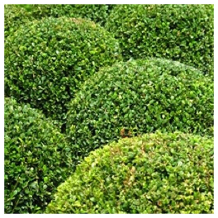 Organic Heirloom Buxus Sempervirens Plant Seeds for Planting – Non-GMO High Germination Evergreen Shrub Seeds | Neera Seeds product photo [neera-v4-99d1624bc2be1e0a8cbf]