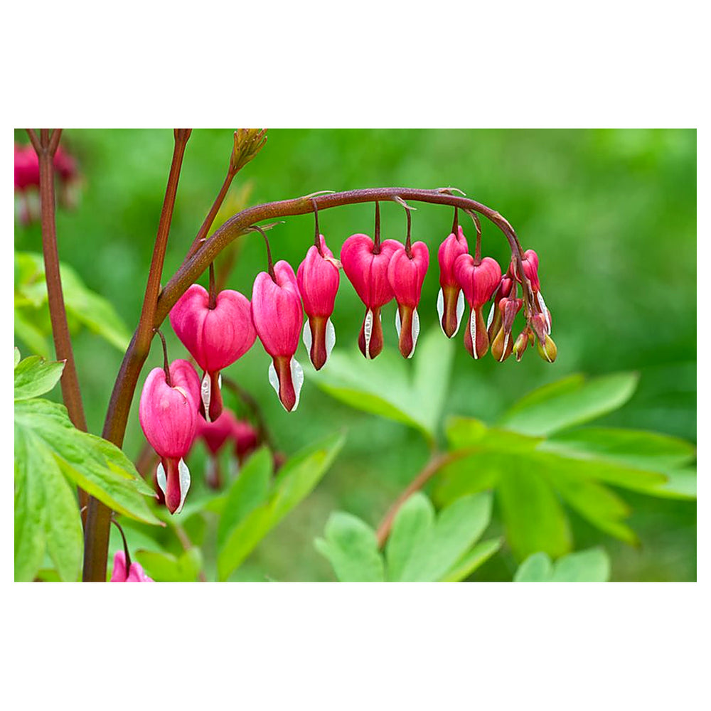 Heirloom Non-GMO Bleeding Hearts Flower Seeds for Planting – Charming Shade-Loving Garden Blooms | Neera Seeds product photo [neera-v4-99d85718771c8cf4d331]