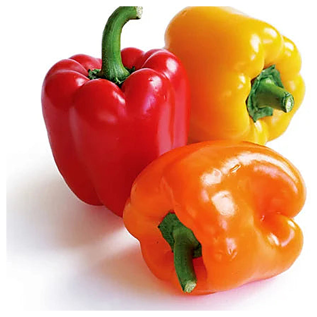 Sweet Bell Pepper Seeds for Planting – Colored PGH Hybrid, High Yield, Non-GMO Vegetable Seeds | Neera Seeds product photo [neera-v4-99f9c99d26a4fa8cf5f1]