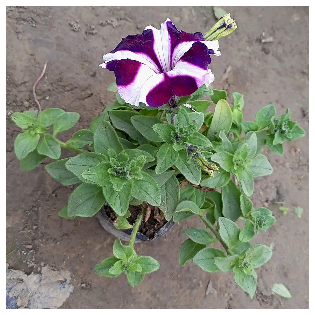 Purple &amp; White Petunia Flower Seeds for Garden Planting - Heirloom, NON-GMO, Easy to Grow | Neera Seeds product photo [neera-v4-99fbfa7ab9b4bd02745c]