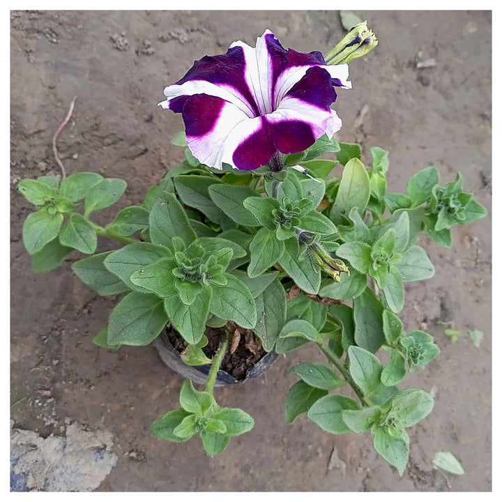 Purple &amp; White Petunia Flower Seeds for Garden Planting - Heirloom, NON-GMO, Easy to Grow | Neera Seeds product photo [neera-v4-99fbfa7ab9b4bd02745c]