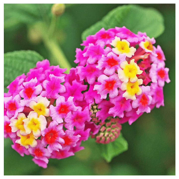 Heirloom Non-GMO Pink Lantana Flower Seeds for Butterfly Gardens and Colorful Outdoor Planting | Neera Seeds product photo [neera-v4-9a02f0e4894624639822]