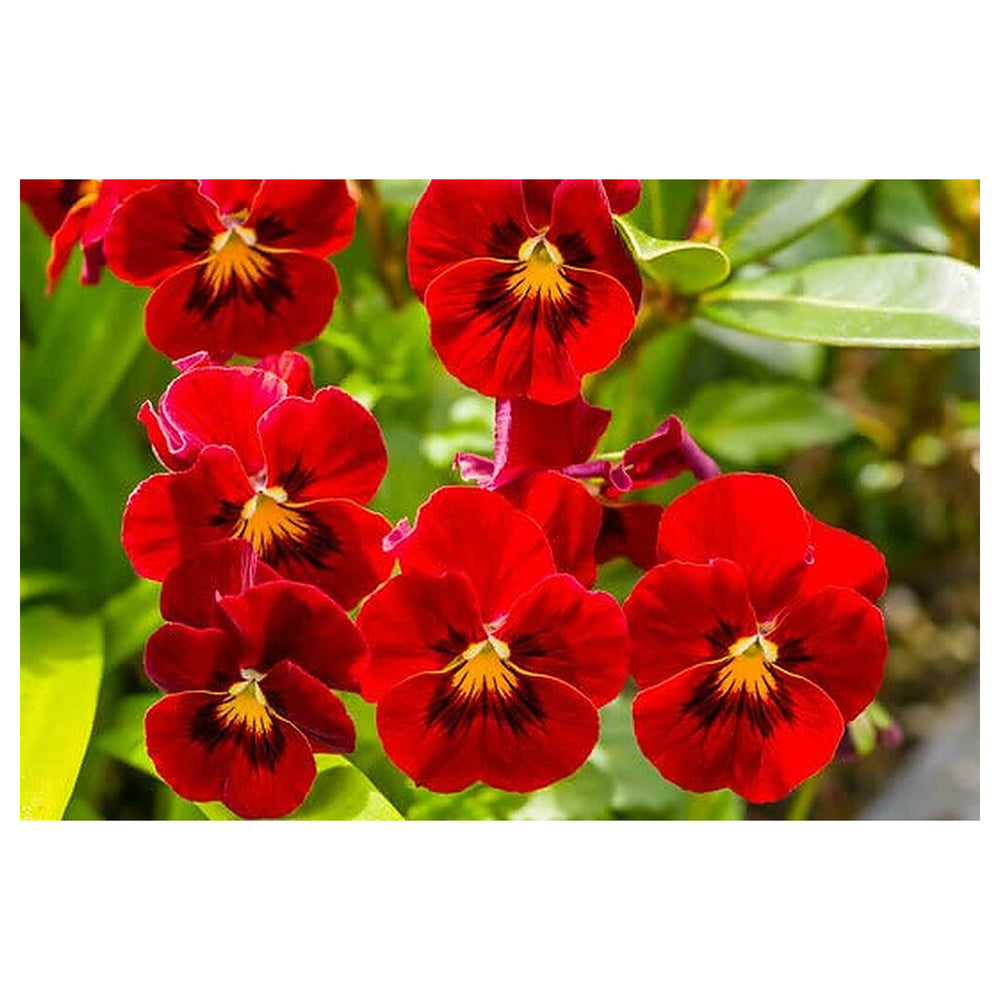Fresh Red Pansy Heirloom Non-GMO Seeds for Planting – High Germination Organic Garden Seeds for Vibrant Flower Bloo | Neera Seeds product photo [neera-v4-9a10bc75cec60de43423]