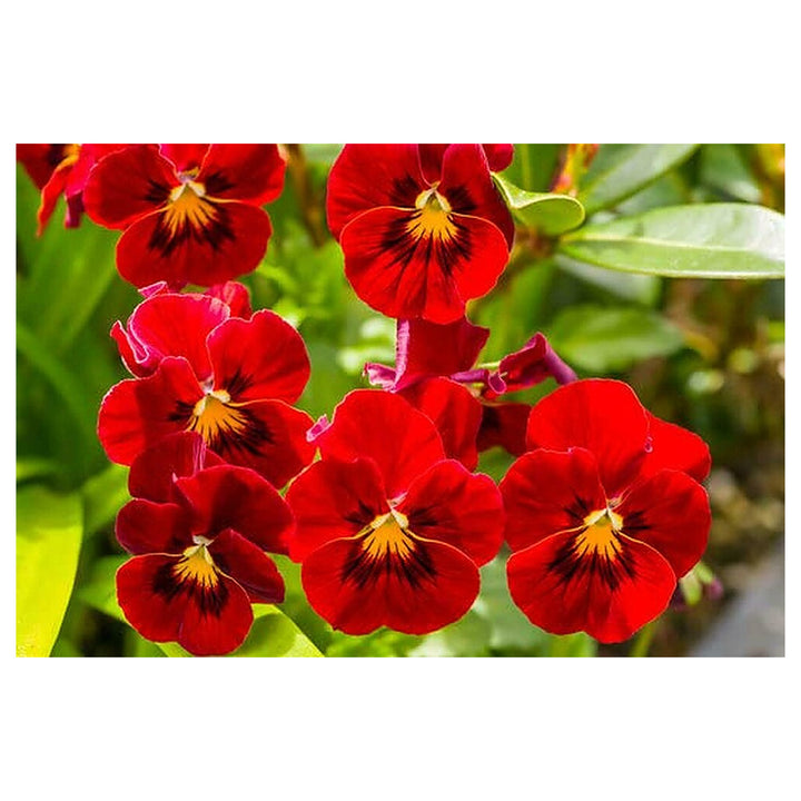 Fresh Red Pansy Heirloom Non-GMO Seeds for Planting – High Germination Organic Garden Seeds for Vibrant Flower Bloo | Neera Seeds product photo [neera-v4-9a10bc75cec60de43423]
