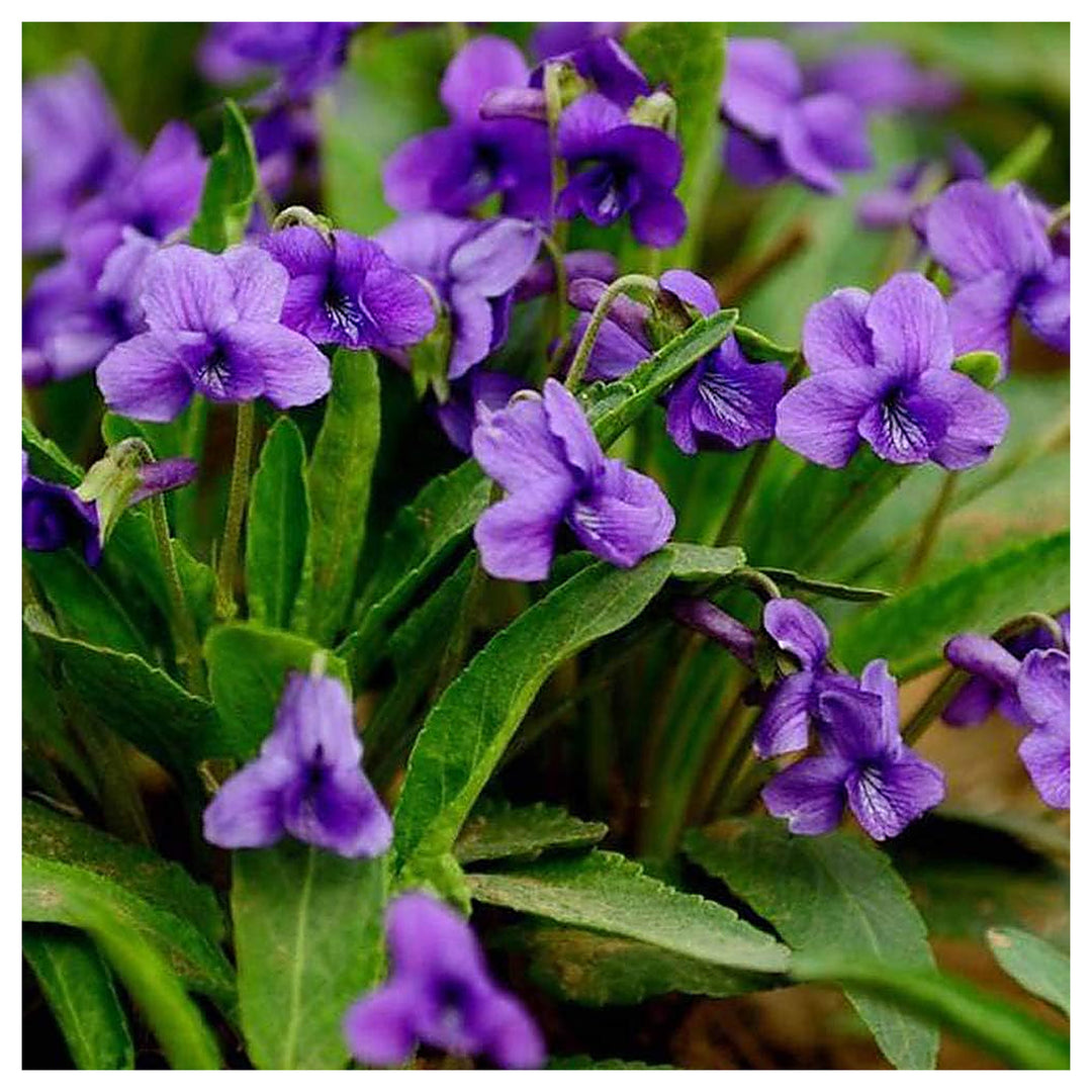 Heirloom Philippica Flower Seeds, Non-GMO Rare Ornamental Blooms for Elegant Garden Planting | Neera Seeds product photo [neera-v4-9a11a0b27f066e069528]