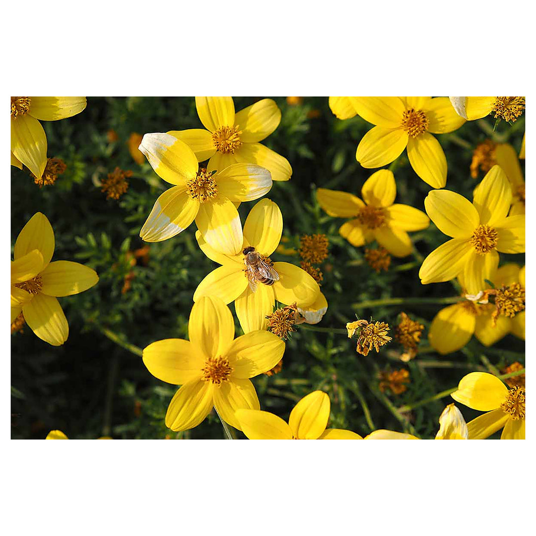Heirloom Non-GMO Bidens Ferulifolia Flower Seeds for Planting – Bright Pollinator-Friendly Garden Blooms | Neera Seeds product photo [neera-v4-9a15a760982d4c87bab9]