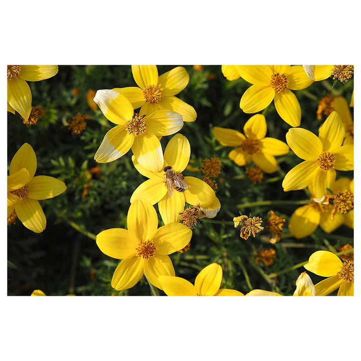 Heirloom Non-GMO Bidens Ferulifolia Flower Seeds for Planting – Bright Pollinator-Friendly Garden Blooms | Neera Seeds product photo [neera-v4-9a15a760982d4c87bab9]