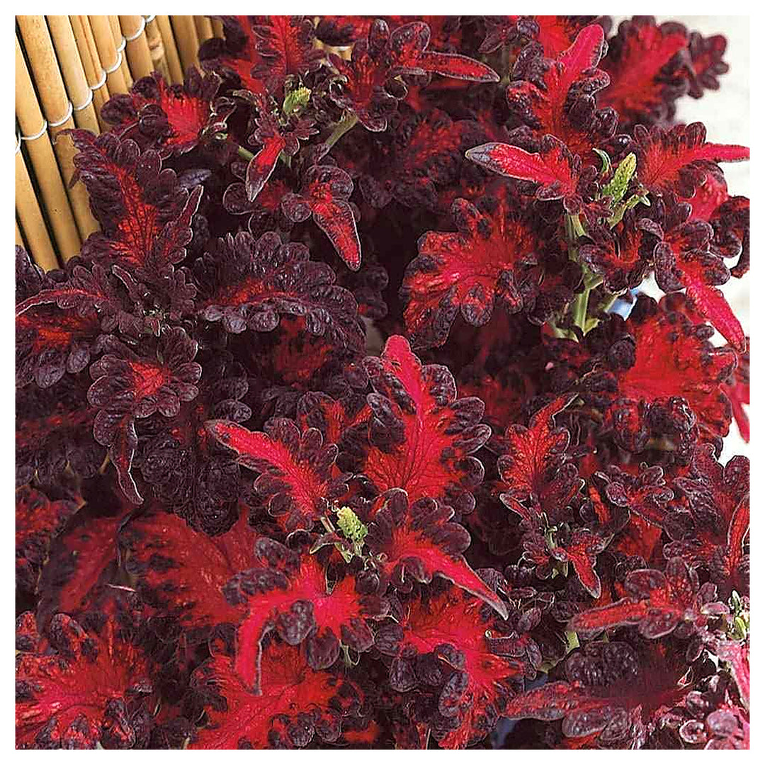 Black Red Coleus Plant Seeds for Planting – Heirloom, Non-GMO, High Germination Foliage Garden Seeds | Neera Seeds product photo [neera-v4-9a3a1d6020573a502415]