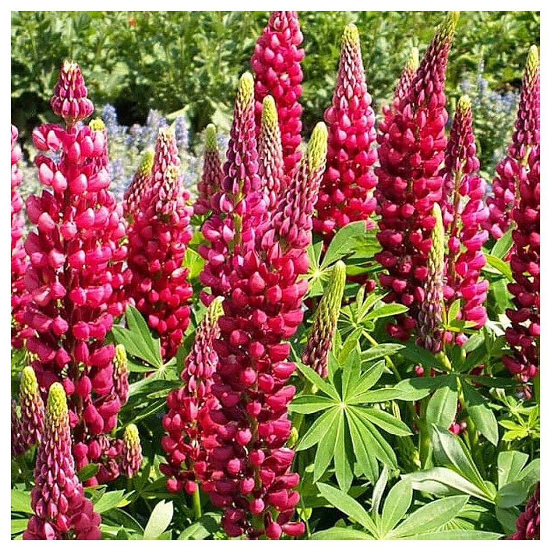 Maroon Lupine Flower Seeds for Planting – Heirloom, Non-GMO, High Germination Organic Garden Seeds for Tall, Colorf | Neera Seeds product photo [neera-v4-9a3ffd080e5b586ef14e]