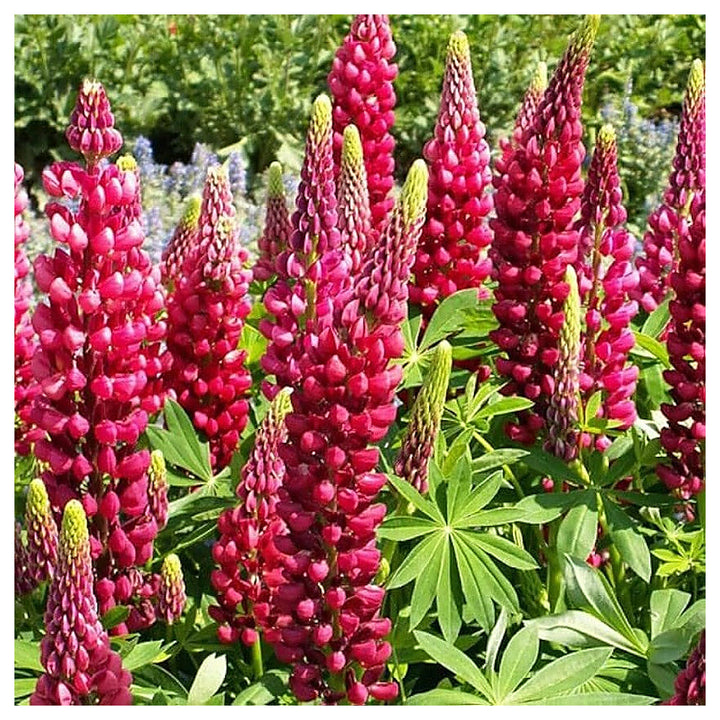 Maroon Lupine Flower Seeds for Planting – Heirloom, Non-GMO, High Germination Organic Garden Seeds for Tall, Colorf | Neera Seeds product photo [neera-v4-9a3ffd080e5b586ef14e]