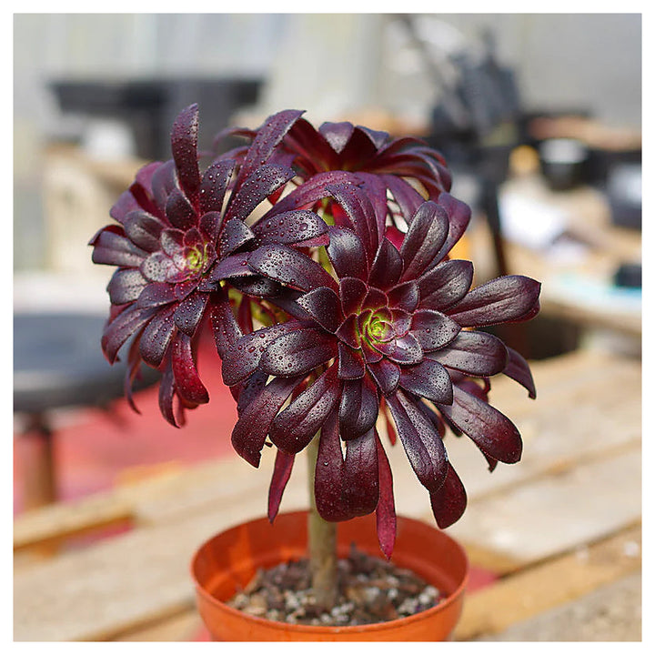 Heirloom Arboreum Flower Seeds, Non-GMO Hardy Shrub Blooms for Ornamental Garden Planting | Neera Seeds product photo [neera-v4-9a410557668d99445770]