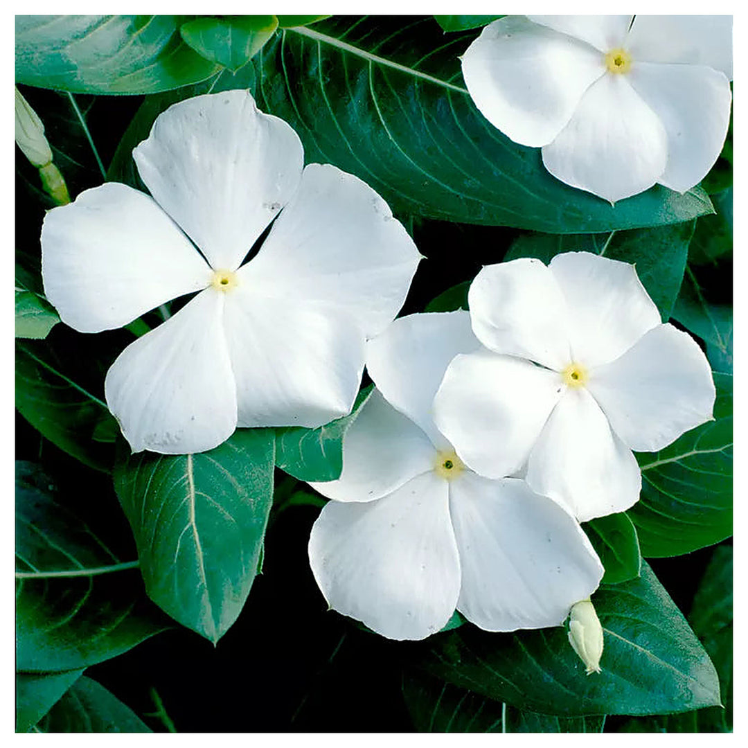 Organic White Cora Cascade Flower Seeds for Planting – Heirloom, Non-GMO | Neera Seeds product photo [neera-v4-9a4c1c66db45dd4317d2]
