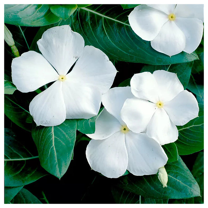 Organic White Cora Cascade Flower Seeds for Planting – Heirloom, Non-GMO | Neera Seeds product photo [neera-v4-9a4c1c66db45dd4317d2]