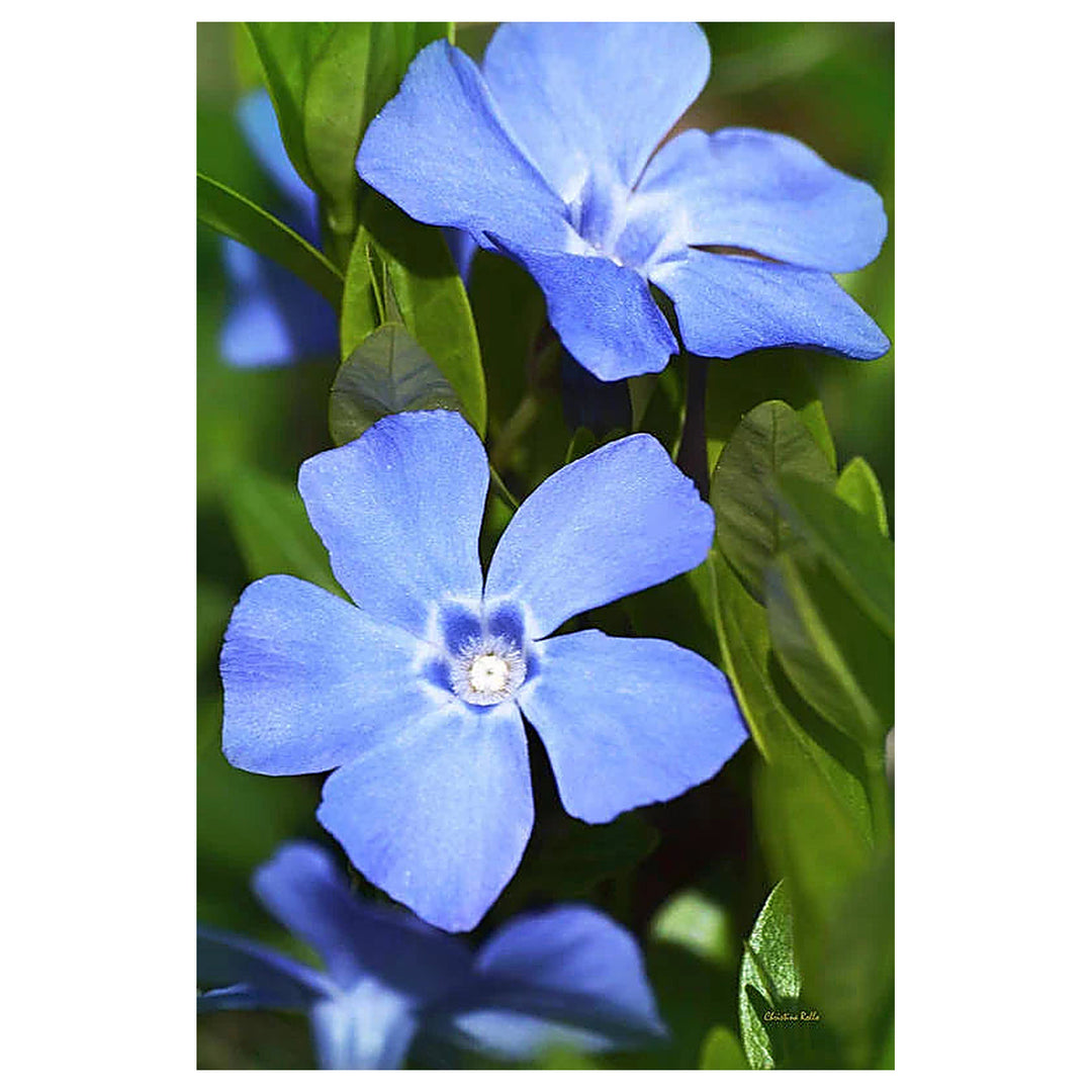 Sky Blue Vinca Flower Seeds for Planting – Heirloom, Non-GMO, High Germination Organic Garden Seeds | Neera Seeds product photo [neera-v4-9a4e0faf1f4579992902]