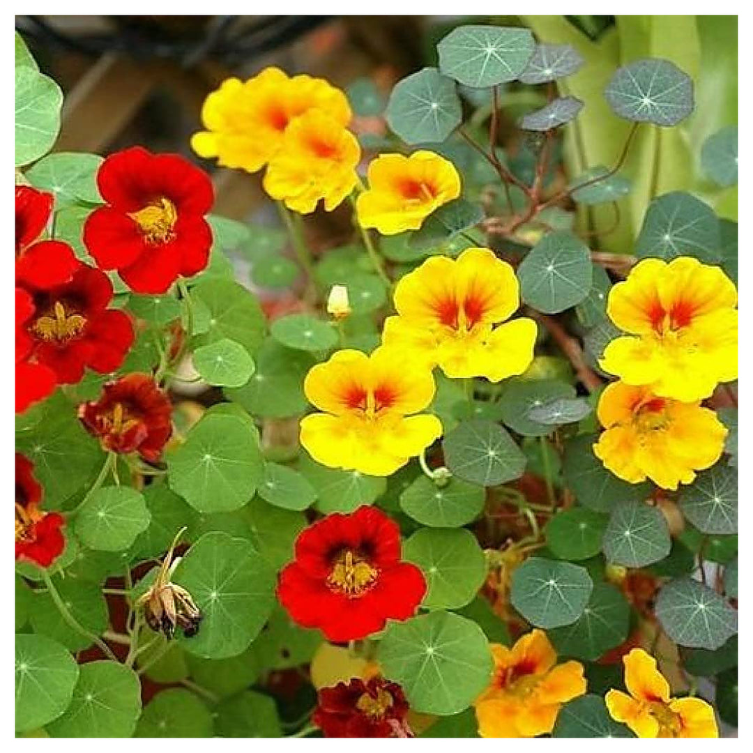 Jinlian Nasturtium For Planting Tropaeolum Majus For Flower Beds And Hanging Baskets Flower Seeds | Neera Seeds product photo [neera-v4-9a58abd7fea8e16a9698]
