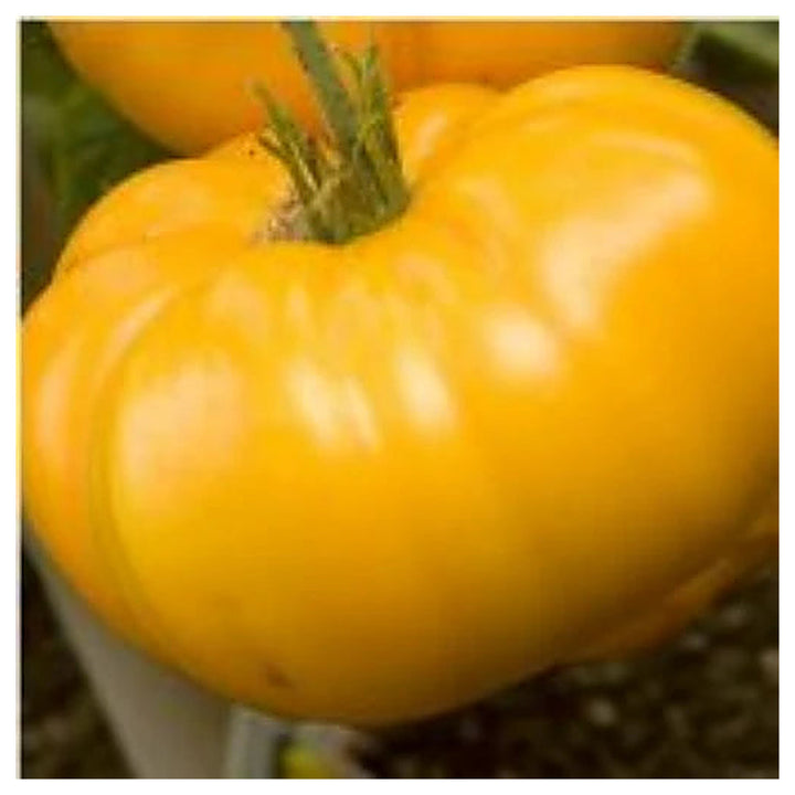 Light Yellow Giant Belgium Tomato Seeds – Heirloom, Non-GMO, High Yield Seeds for Planting | Neera Seeds product photo [neera-v4-9a5abc0037f0d7e5aa25]
