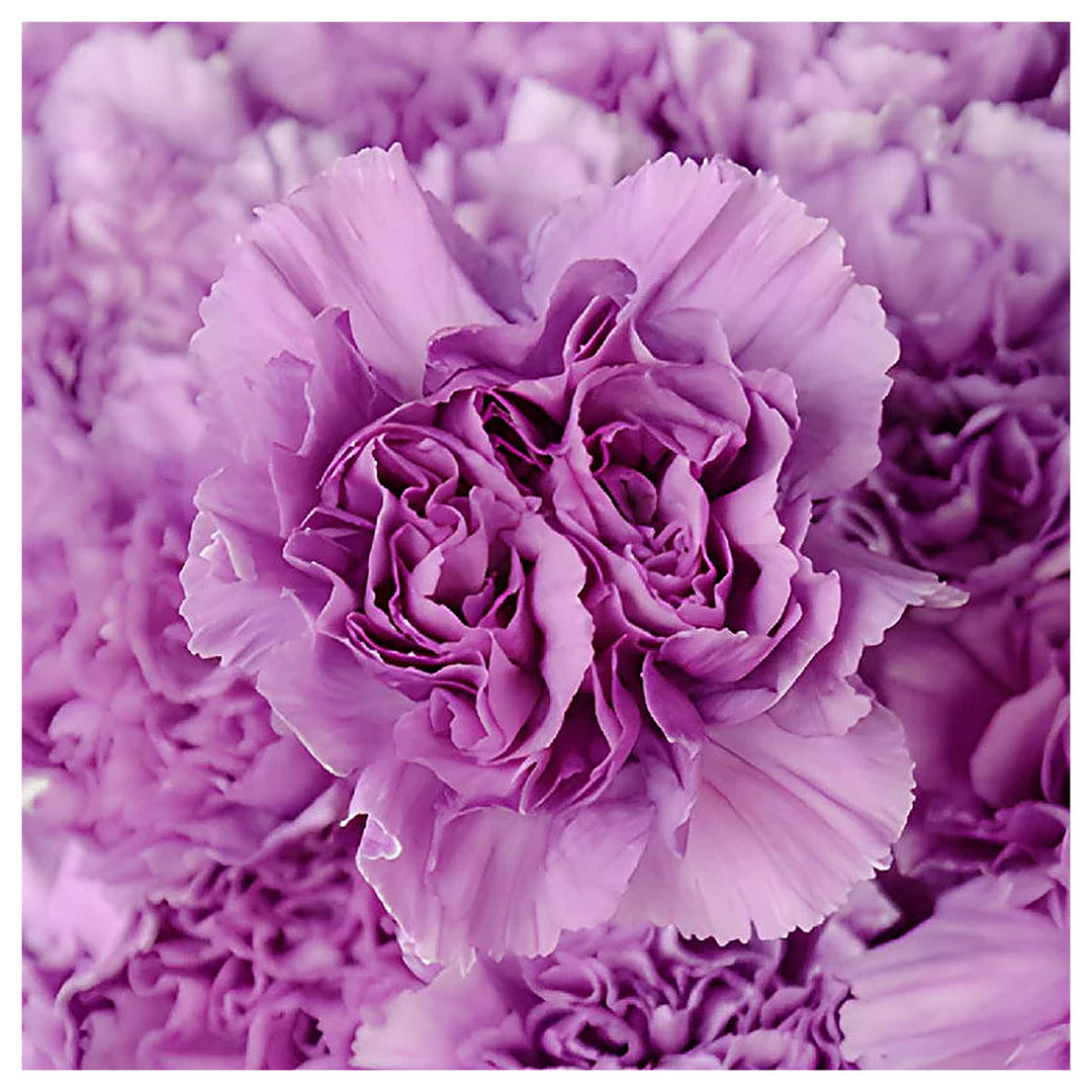 Heirloom Lavender Carnation Flower Seeds, Non-GMO Fragrant Blooms for Planting | Neera Seeds product photo [neera-v4-9a8f93b2bff50a9bffbf]
