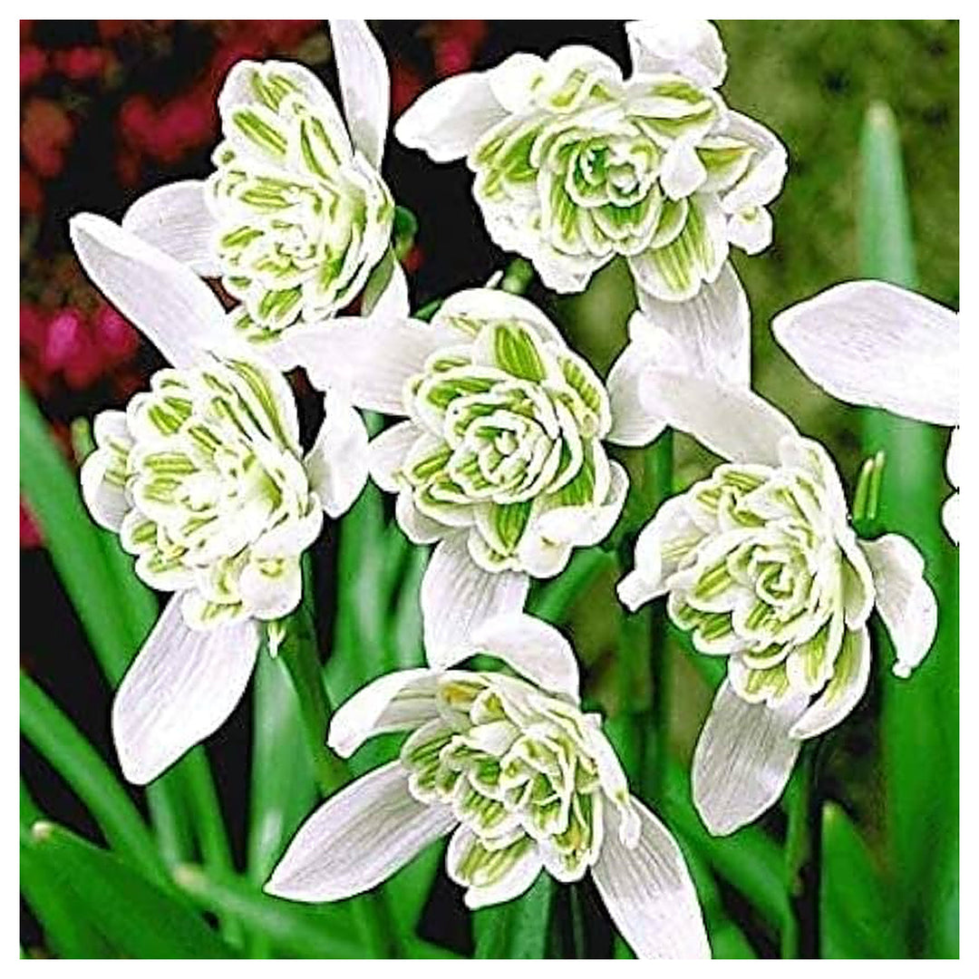 Rare Scented Snowdrops (Galanthus nivalis 'Flore Pleno') Flower Seeds for Planting | Neera Seeds product photo [neera-v4-9aa78788dc4e9b74583d]