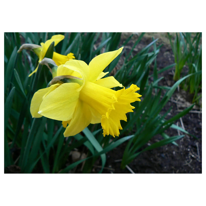 Light Yellow Narcissus Seeds for Planting, NON GMO Seeds | Neera Seeds product photo [neera-v4-9ac01d4ac0d4b14d663a]