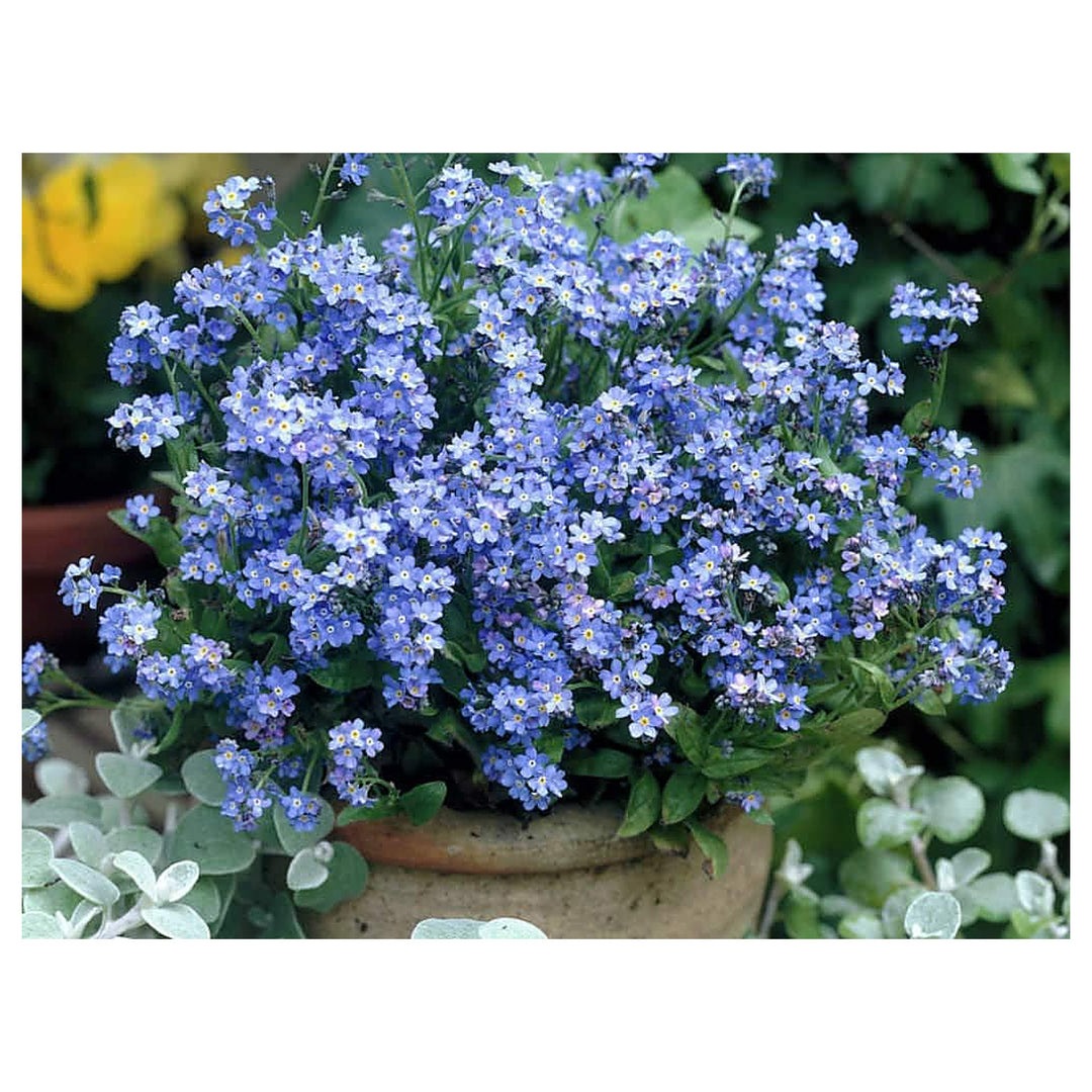 Organic Lavender Myosotis Sylvatica Flower Seeds for Planting – Heirloom, Non-GMO | Neera Seeds product photo [neera-v4-9ac82e045f3c284c9c27]