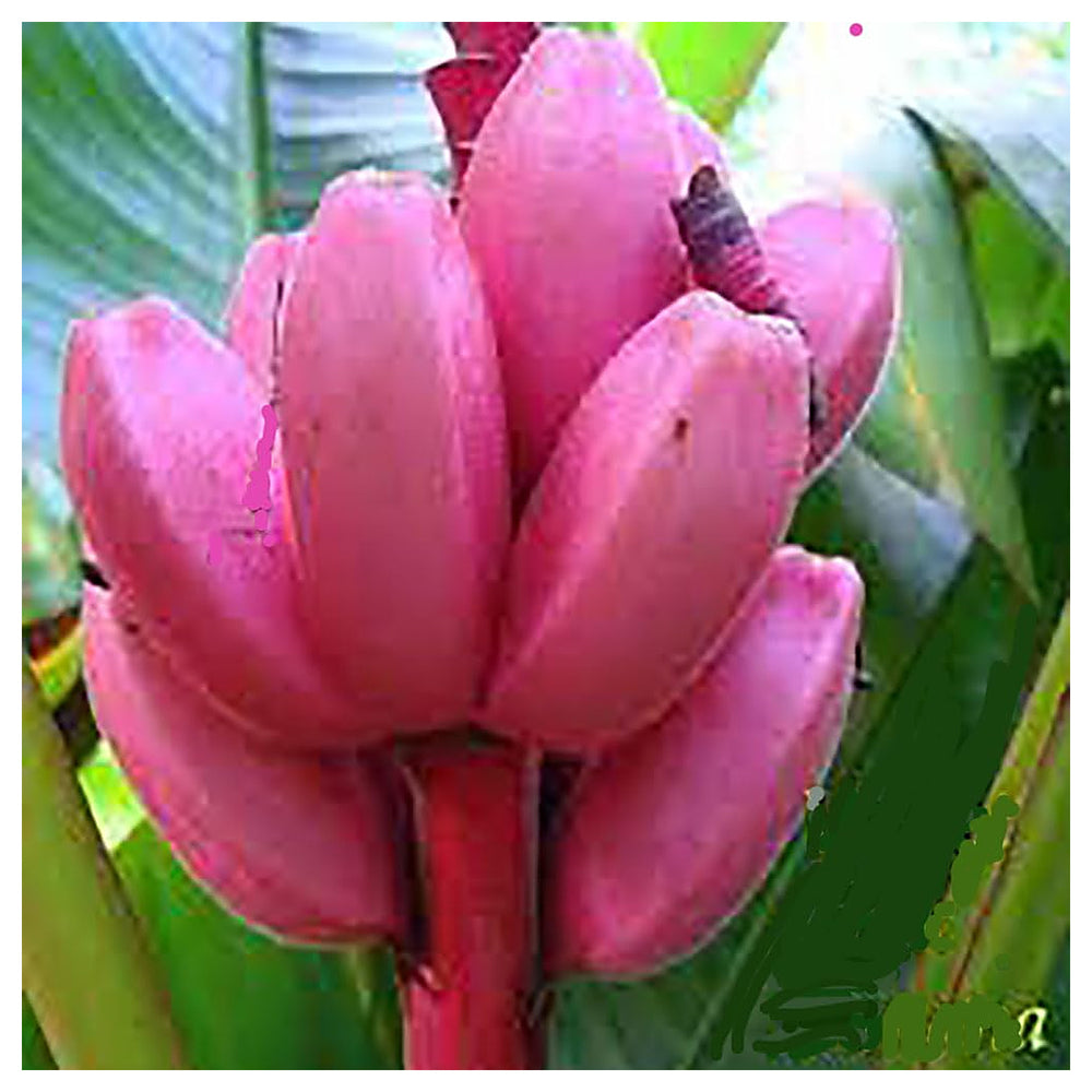 Pink Banana Fruit Seeds for Planting – Unique, Rare Variety, Heirloom & Non-GMO, High Germination | Neera Seeds product photo [neera-v4-9ad66d33b2b409f67506]