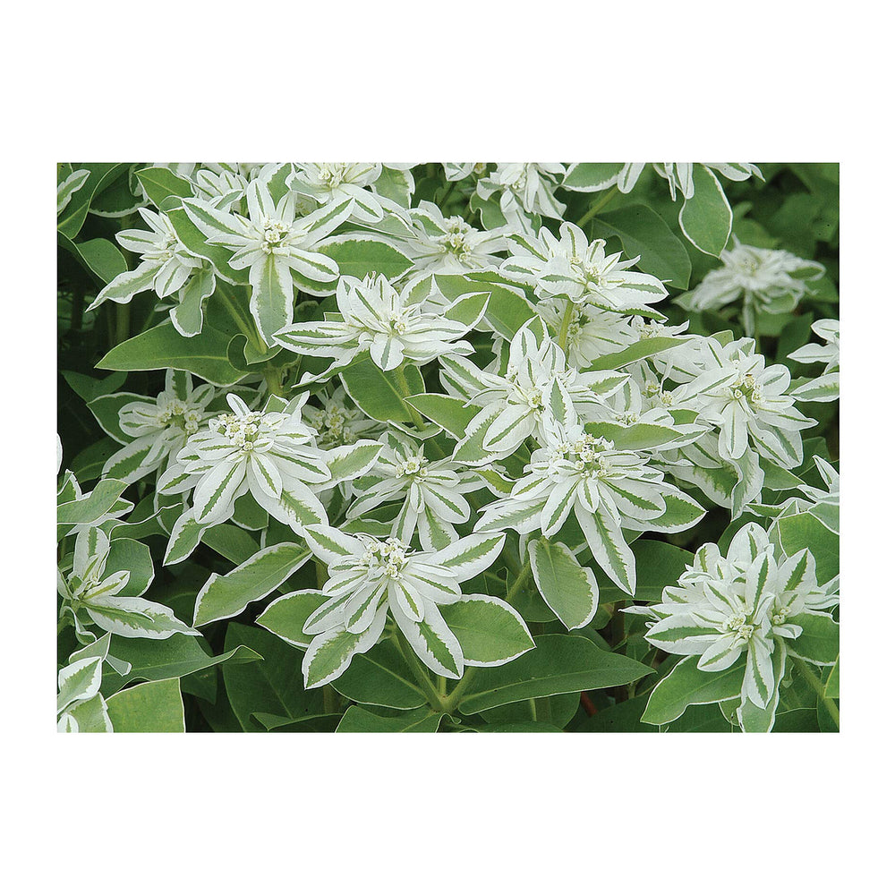 Heirloom Euphorbia Early Snow White Flower Seeds for Planting, Non-GMO | Neera Seeds product photo [neera-v4-9ae1568046dbc6edb747]