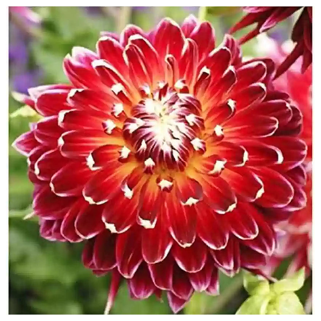 Akita Dahlia Red Flower Seeds – Heirloom, Non-GMO, High Germination Organic Garden Seeds for Planting | Neera Seeds product photo [neera-v4-9ae36005467fc627a978]