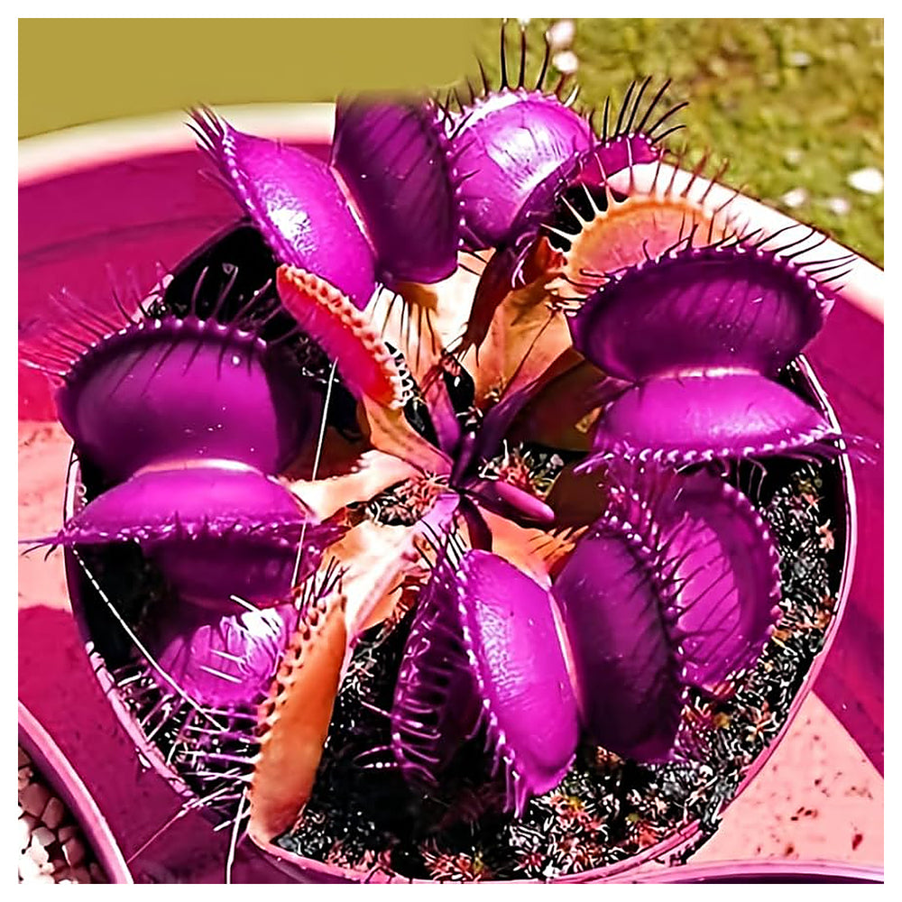 Venus Fly Trap Violet Flower Seeds – Heirloom, Non-GMO Carnivorous Plant Seeds for Planting | Neera Seeds product photo [neera-v4-9ae5913496cc5551781d]