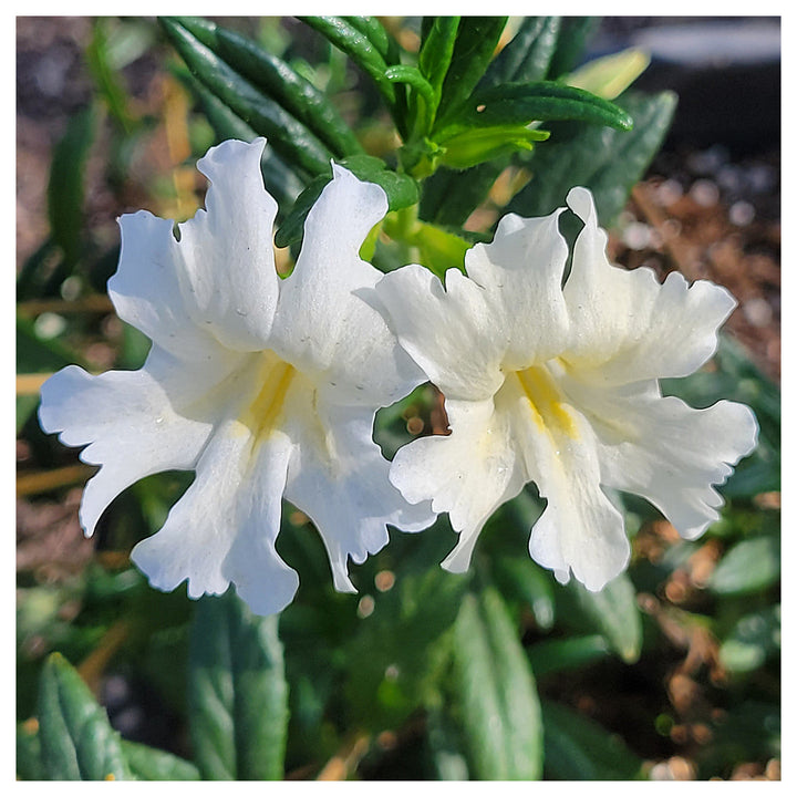 White Mimulus Flower Seeds for Planting – Heirloom, Non-GMO, High Germination Organic Garden Seeds | Neera Seeds product photo [neera-v4-9af0ba964012f34c8b84]