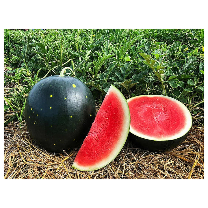Black Watermelon Fruit Seeds – Sweet &amp; Juicy Melons, Heirloom &amp; Non-GMO Seeds for Garden Cultivation (100 pcs) | Neera Seeds product photo [neera-v4-9b18166b8cb97945af87]