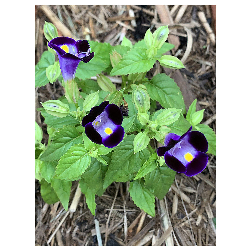 Heirloom Torenia Flower Seeds, Non-GMO Shade-Loving Blooms for Vibrant Garden Planting | Neera Seeds product photo [neera-v4-9b1eca49cc668d83509a]