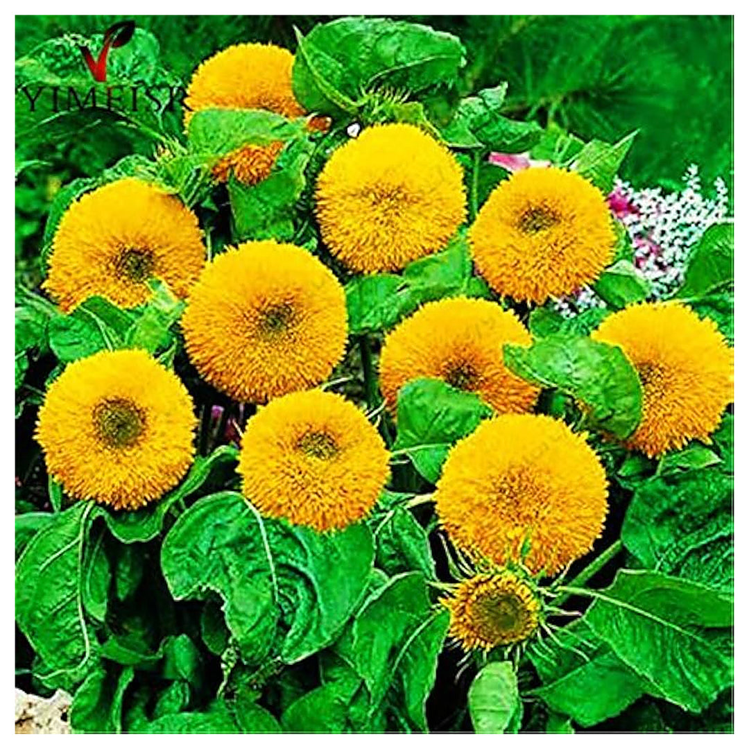 Teddy Bear Sunflower Seeds for Planting – Heirloom, Non-GMO, High Germination Organic Garden Flower Seeds | Neera Seeds product photo [neera-v4-9b28d9c1a4d08d363593]
