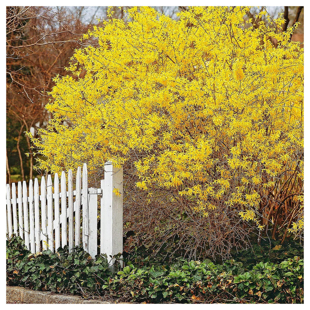 Heirloom Forsythia Hampshire Flower Seeds for Planting – Non-GMO, Vibrant Spring Garden Blooms | Neera Seeds product photo [neera-v4-9b3cf7d0f83f5874600b]