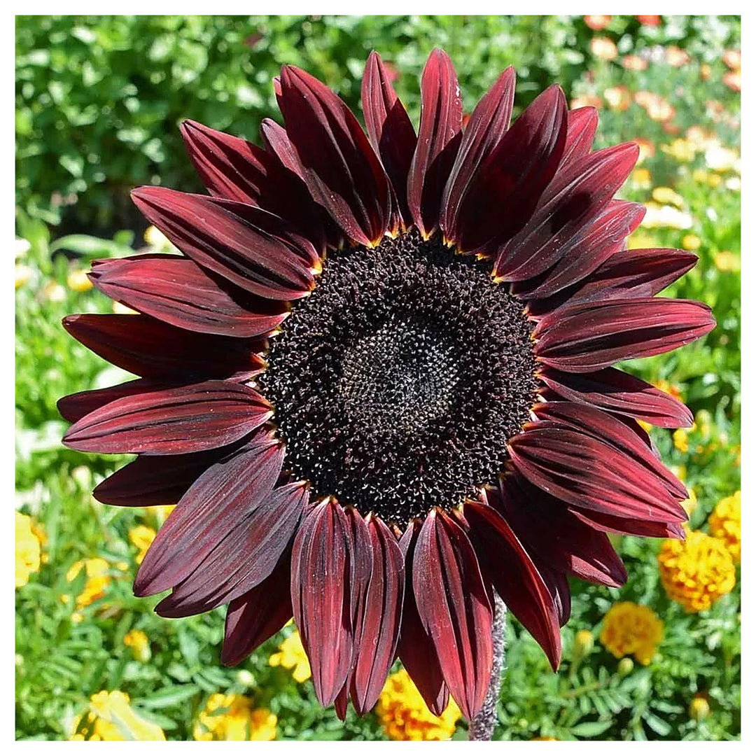 Heirloom Non-GMO Cherry Sunflower Seeds for Planting – Bold Red Garden Blooms | High Germination | Neera Seeds product photo [neera-v4-9b471aac7b44717bb2ef]