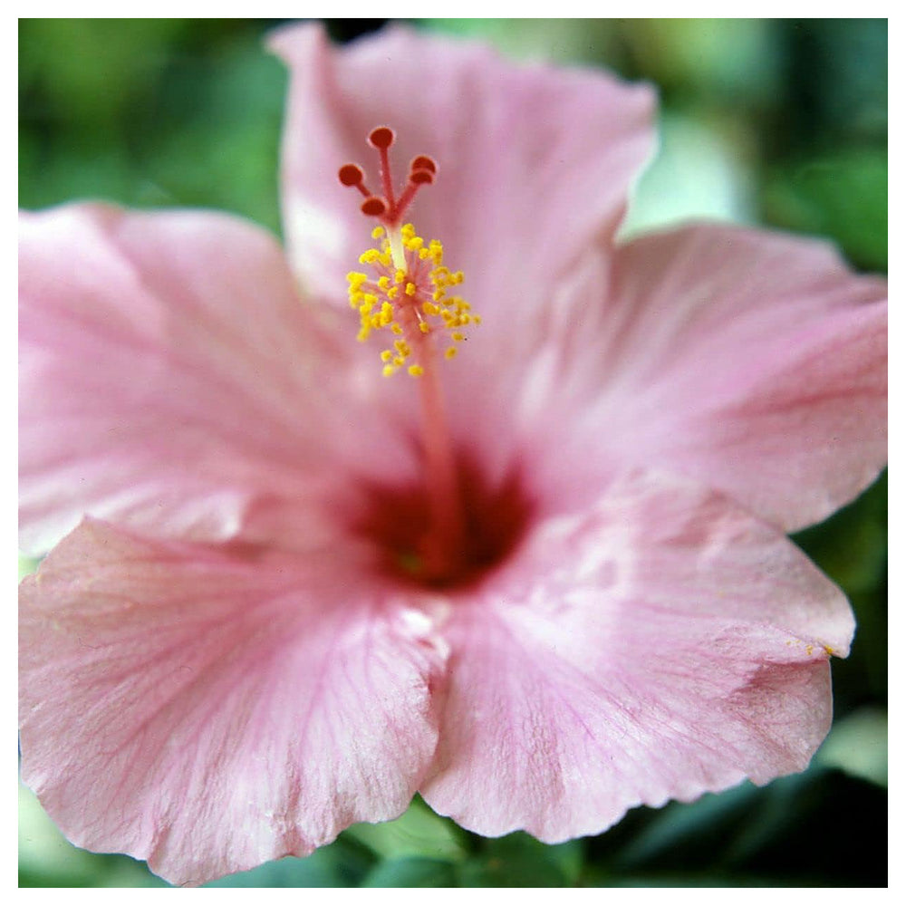 Heirloom Non-GMO Baby Pink Hibiscus Flower Seeds – Delicate Tropical Blooms for Garden Planting | Neera Seeds product photo [neera-v4-9b499b15f496478c2f98]