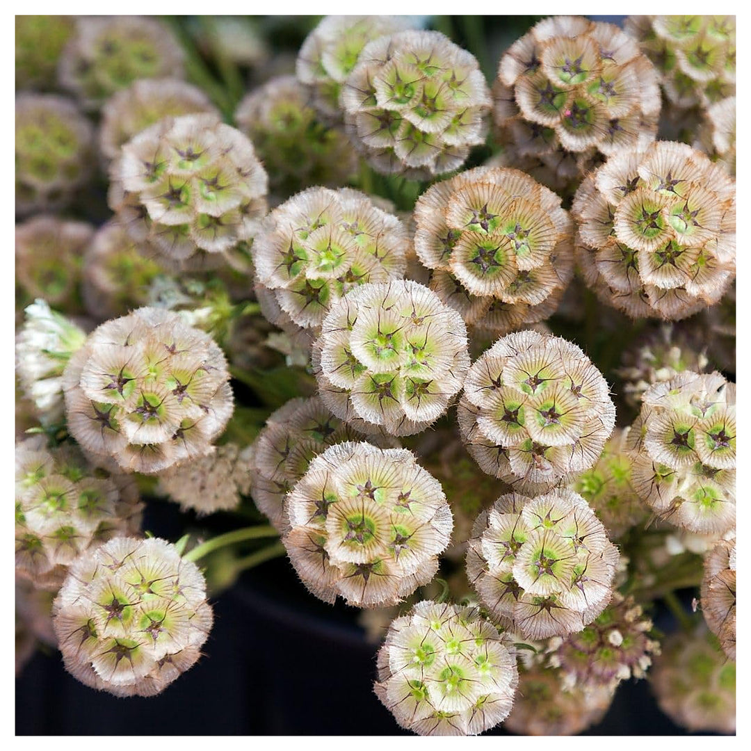 Heirloom Non-GMO Drumstick Scabiosa Flower Seeds for Planting – Unique Globe-Shaped Garden Blooms | Neera Seeds product photo [neera-v4-9b5052540d40933a829b]