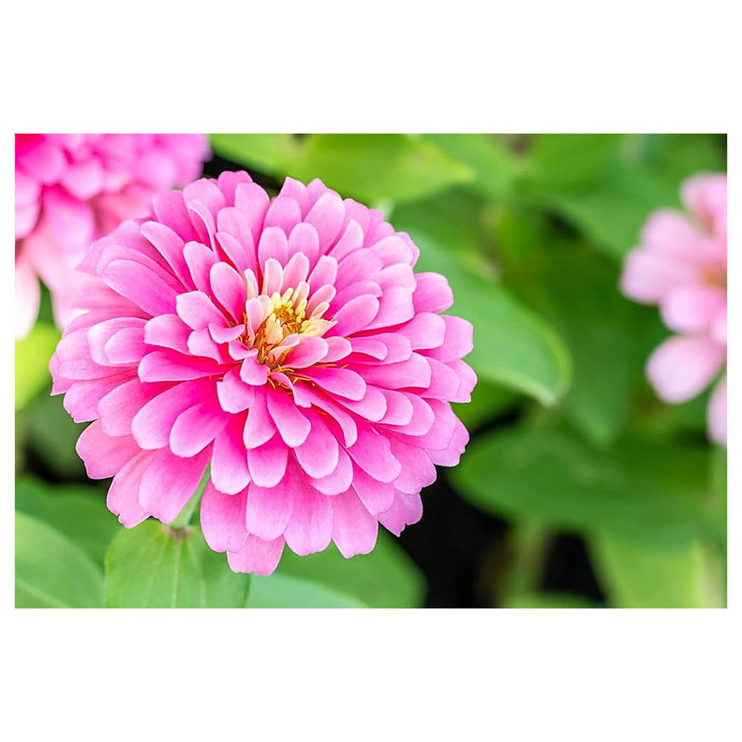 Light Pink Zinnia Flower Seeds for Planting – Heirloom, Non-GMO, High Germination Organic Garden Seeds | Neera Seeds product photo [neera-v4-9b695aa35c8c36c4b165]