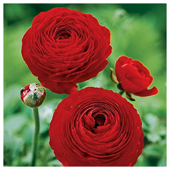 Red Ranunculus Flower Seeds for Planting – Heirloom, Non-GMO, High Germination Organic Garden Seeds | Neera Seeds product photo [neera-v4-9b6b83de1cf5f6d185b4]